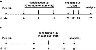 Comprehensive analysis of lung macrophages and dendritic cells in two murine models of allergic airway inflammation reveals model- and subset-specific accumulation and phenotypic alterations